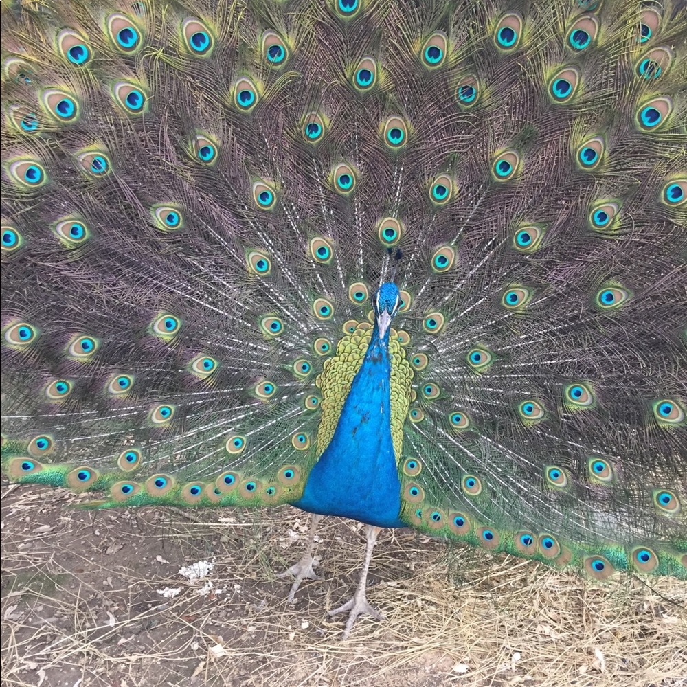 Meet your Posher, Jackie